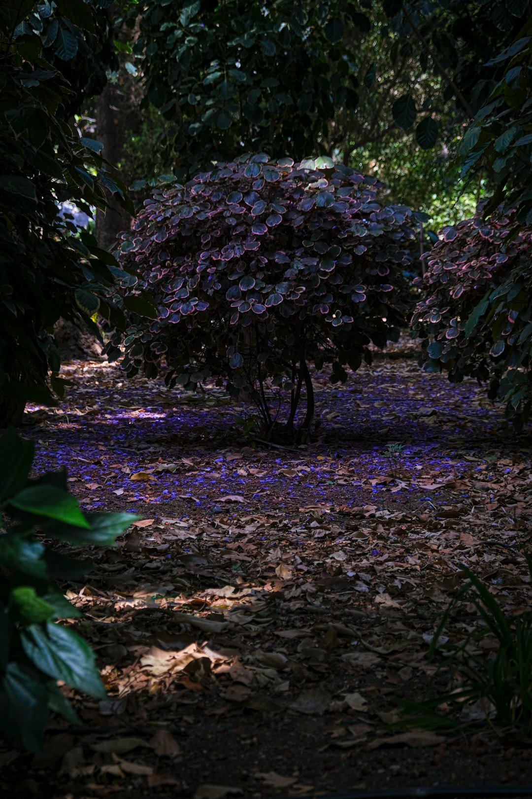 a path in the middle of a forest filled with purple flowers
