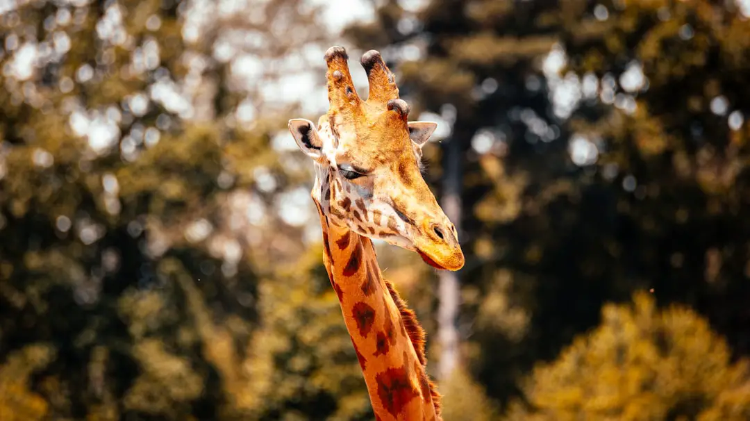 A giraffe standing next to a forest filled with trees